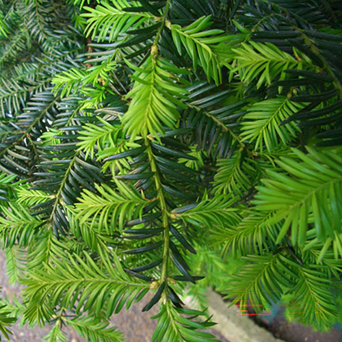 Yew Hedging Plant - Taxus baccata Yew Hedging Plant - Taxus baccata