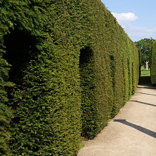 Yew Hedging Plant - Taxus baccata Yew Hedging Plant - Taxus baccata