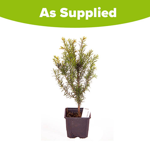 Yew Hedging Plant - Taxus baccata Yew Hedging Plant - Taxus baccata