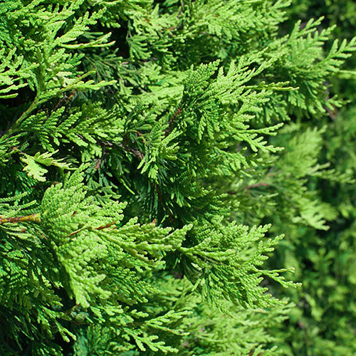 Thuja Smaragd