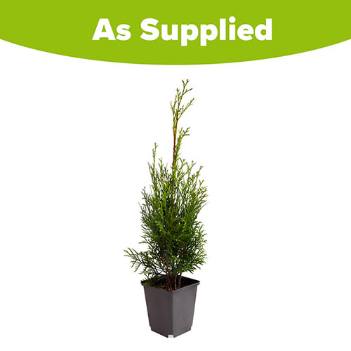 Thuja Smaragd