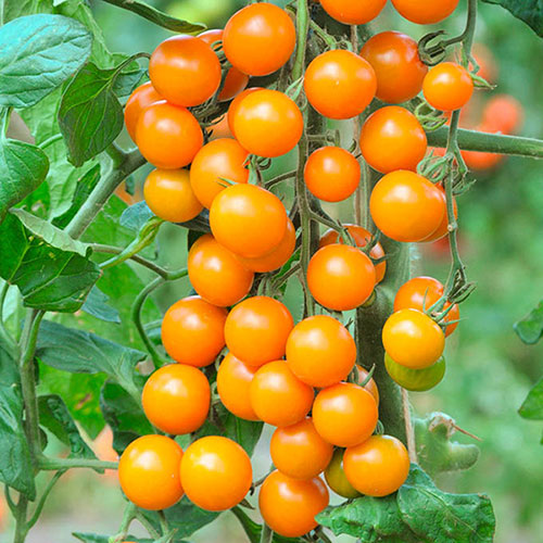 Cherry Tomato Sungold SuperSweet Cherry Tomato Sungold SuperSweet