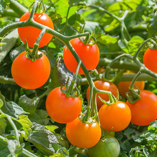 Cherry Tomato Sungold SuperSweet Cherry Tomato Sungold SuperSweet