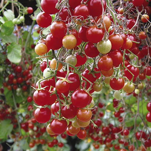 Tomato Tumbling Tom Red 