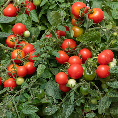 Tomato Tumbling Tom Red Tomato Tumbling Tom Red