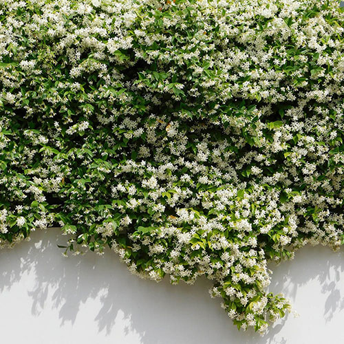 Star Jasmine Trachelospermum jasminoides Star Jasmine Trachelospermum jasminoides