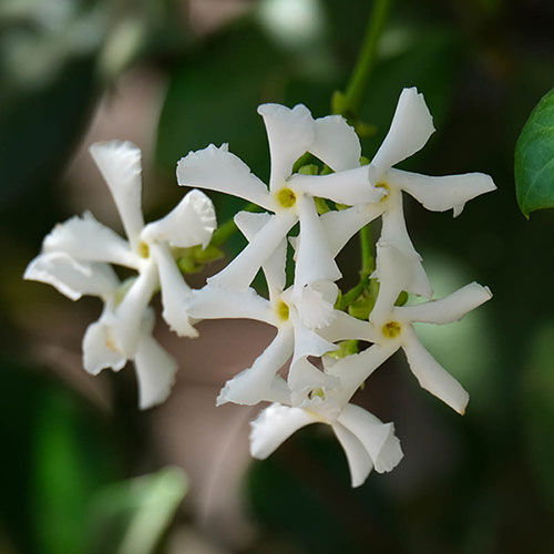 Star Jasmine Trachelospermum jasminoides Star Jasmine Trachelospermum jasminoides