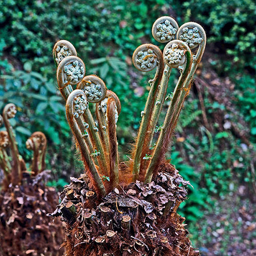 Tree Fern Dicksonia Antarctica Log Tree Fern Dicksonia Antarctica Log