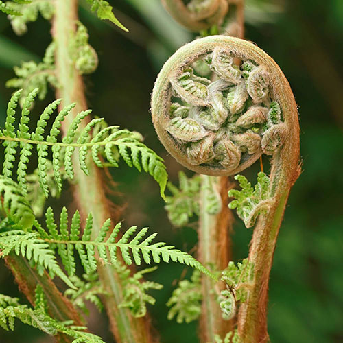 Tree Fern Dicksonia Antarctica Log Tree Fern Dicksonia Antarctica Log