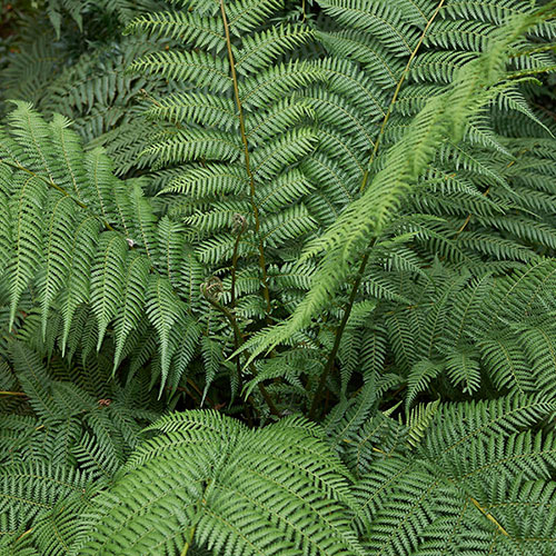Tree Fern Dicksonia Antarctica Log Tree Fern Dicksonia Antarctica Log