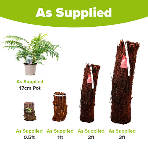 Tree Fern Dicksonia Antarctica Log Tree Fern Dicksonia Antarctica Log