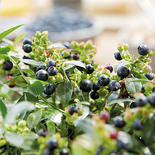 Blueberry BerryBux Blueberry BerryBux