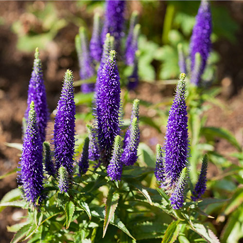 Veronica Ulster Blue Dwarf Speedwell Veronica Ulster Blue Dwarf Speedwell