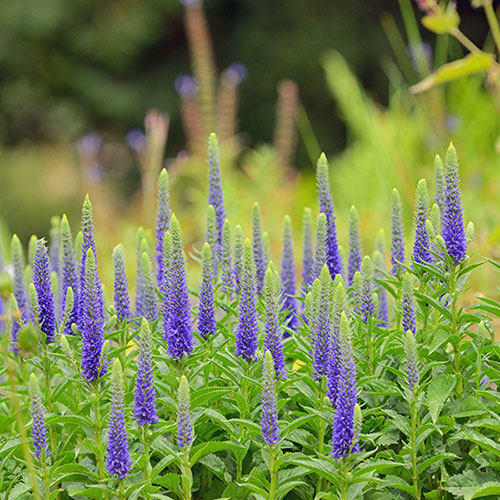 Veronica Ulster Blue Dwarf Speedwell Veronica Ulster Blue Dwarf Speedwell