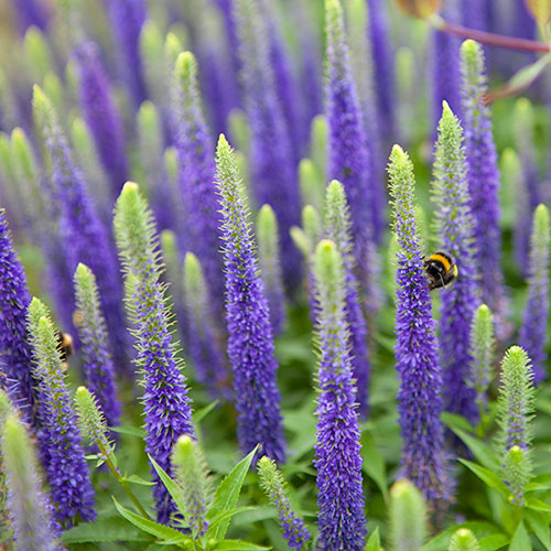 Veronica Ulster Blue Dwarf Speedwell Veronica Ulster Blue Dwarf Speedwell