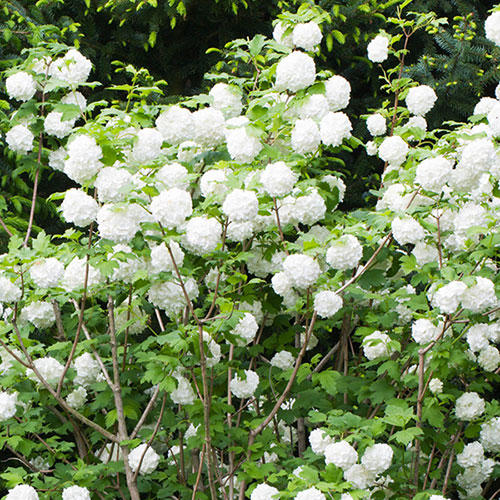 Snowball Tree Viburnum opulus Roseum