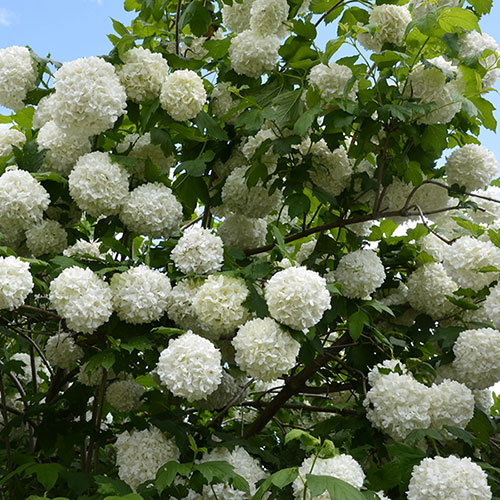 Snowball Tree Viburnum opulus Roseum