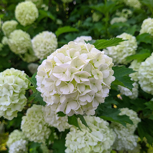 Snowball Tree Viburnum opulus Roseum