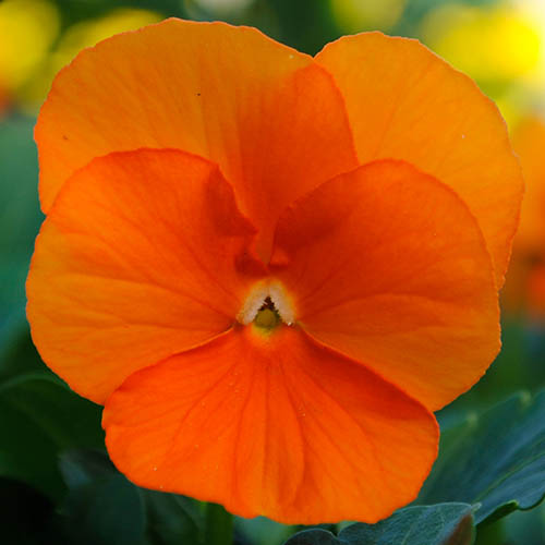 Viola Pumpkin Mix Viola Pumpkin Mix