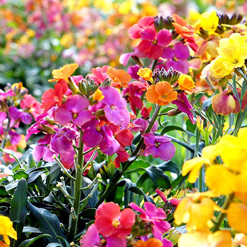 Wallflower Sunset Tutti Frutti Mix