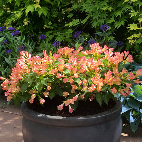 Weigela All Summer Peach