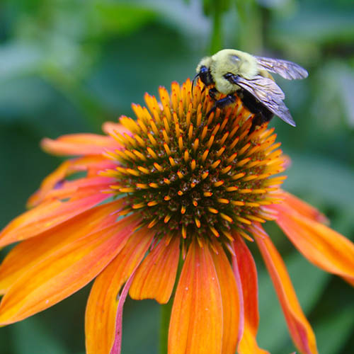 Echinacea Hybrida Papallo Orange 