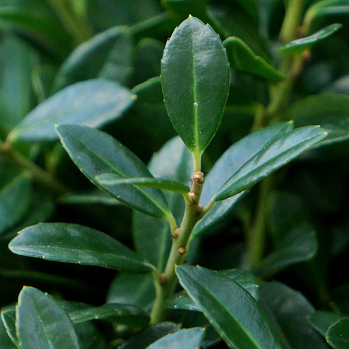 Ilex crenata Luxus (hedging) Ilex crenata Luxus (hedging)