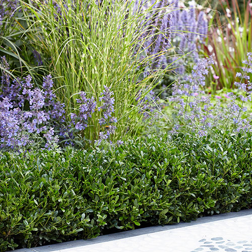 Ilex crenata Luxus (hedging) Ilex crenata Luxus (hedging)