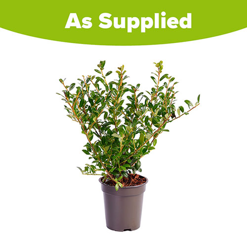 Ilex crenata Luxus (hedging) 