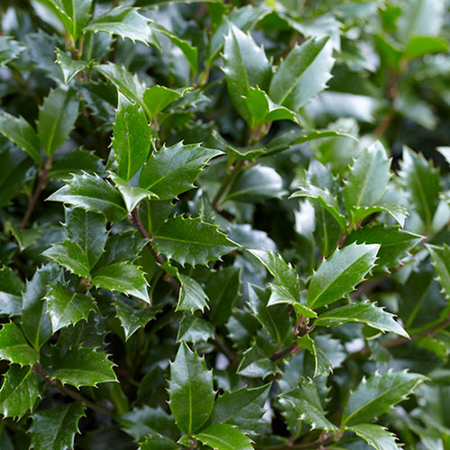 Ilex Blue Maid Mini Standard Holly Tree Ilex Blue Maid Mini Standard Holly Tree