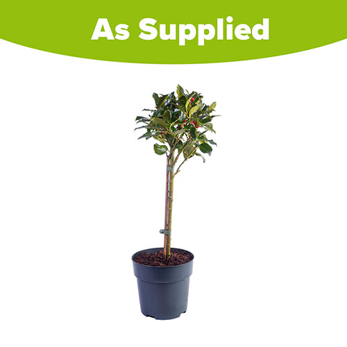 Ilex Blue Maid Mini Standard Holly Tree Ilex Blue Maid Mini Standard Holly Tree