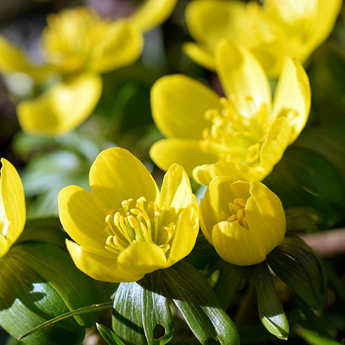 British Native Aconites In the Green British Native Aconites In the Green