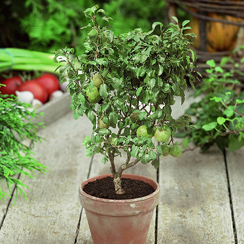 Patio Pear Garden Pearl Tree