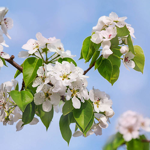 Patio Pear Garden Pearl Tree