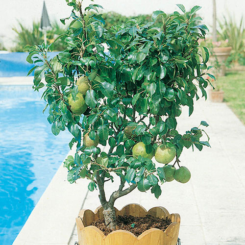 Patio Pear Garden Pearl Tree