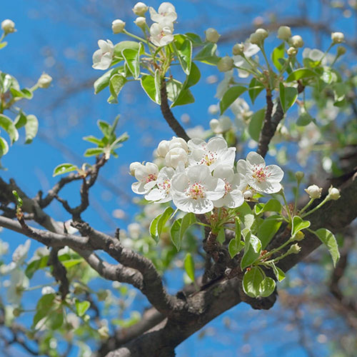 Patio Pear Garden Pearl Tree