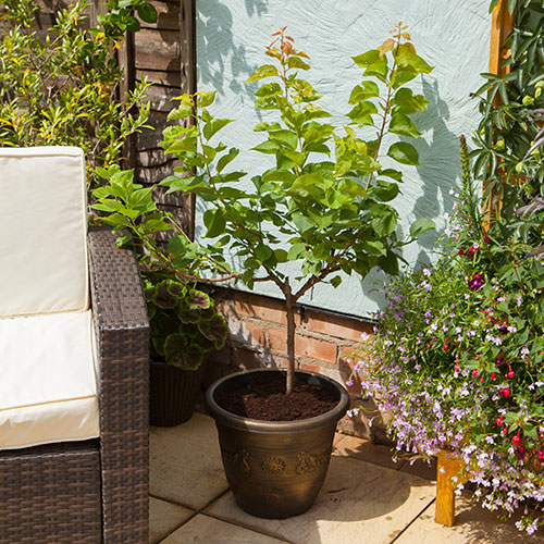 Patio Apricot Aprigold Fruit Tree