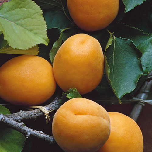 Patio Apricot Aprigold Fruit Tree