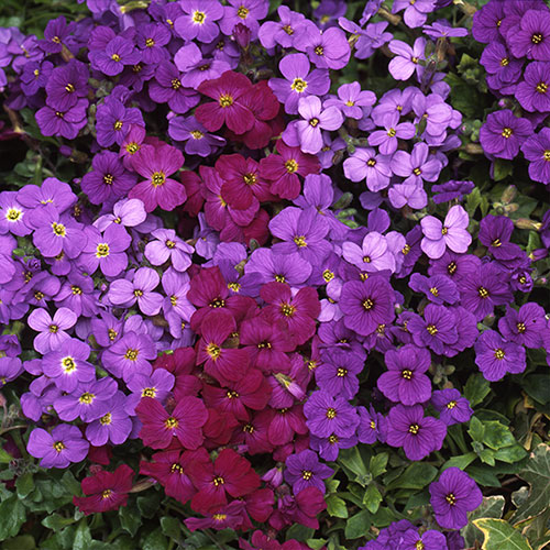 Aubrieta Katie Mix Aubrieta Katie Mix