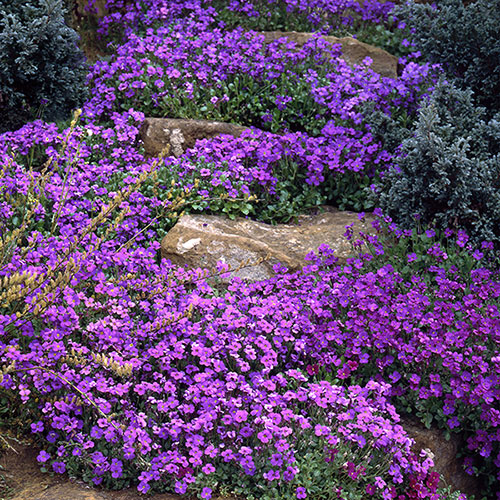 Aubrieta Katie Mix Aubrieta Katie Mix
