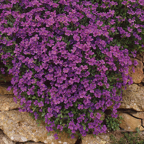 Aubrieta Katie Mix Aubrieta Katie Mix