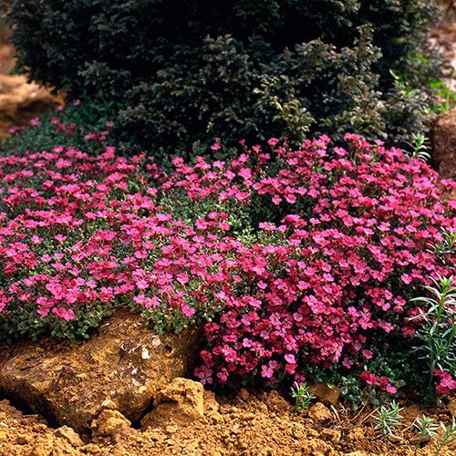 Aubrieta Katie Mix Aubrieta Katie Mix