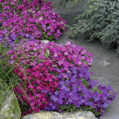 Aubrieta Katie Mix Aubrieta Katie Mix