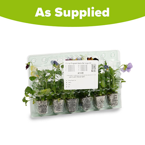 Trailing Hardy Pansy Fragrant Waterfall