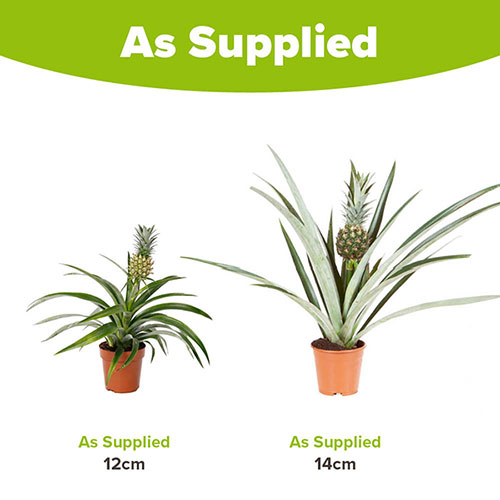 Edible Pineapple Plant Edible Pineapple Plant
