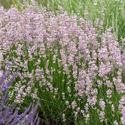 Pink English Lavender