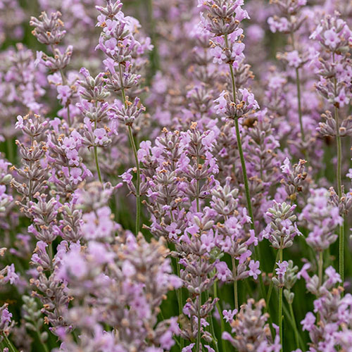 Pink English Lavender