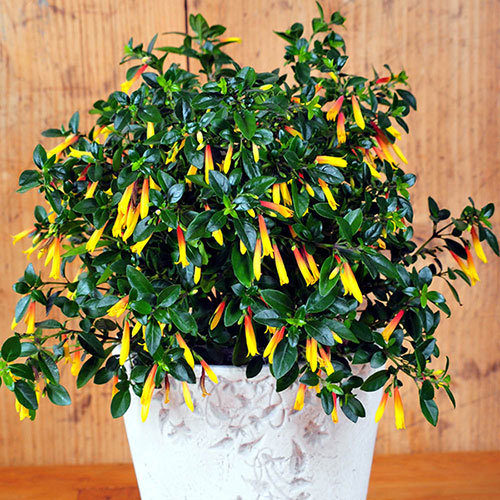 Jacobinia pauciflora