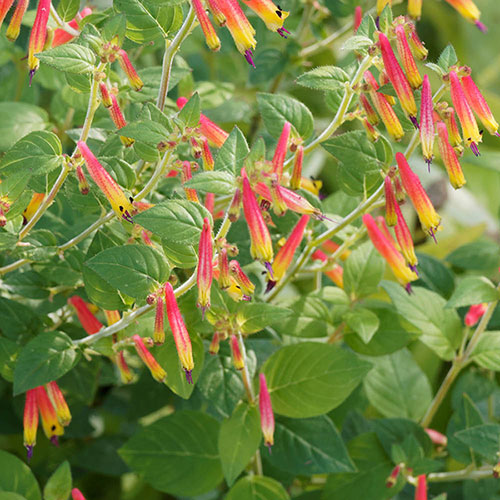 Jacobinia pauciflora