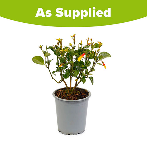 Jacobinia pauciflora